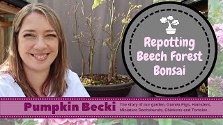 Bonsai Repotting season - European Beech forest