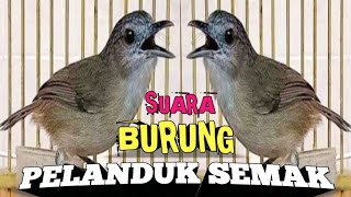 Download lagu Masteran, pancingan dan pikat burung PELANDUK SEMAK mp3 Download lagu Masteran, pancingan dan pikat burung PELANDUK SEMAK mp3