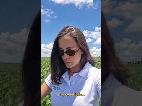 Terceiro dia do Crop Tour 2026 em Mato Grosso do Sul: amostragens em Caarapó