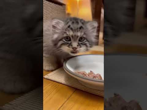 Странный котёнок в канаве оказался манулом