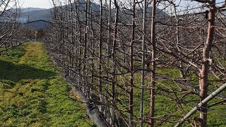 (체리재배 성공의길 브이로그) sweet cherry tree 원조경주체리농장