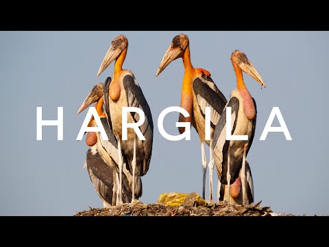 Hargila