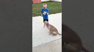Video preview image #1 American Pit Bull Terrier-Unknown Mix Puppy For Sale in Belleville, MI, USA