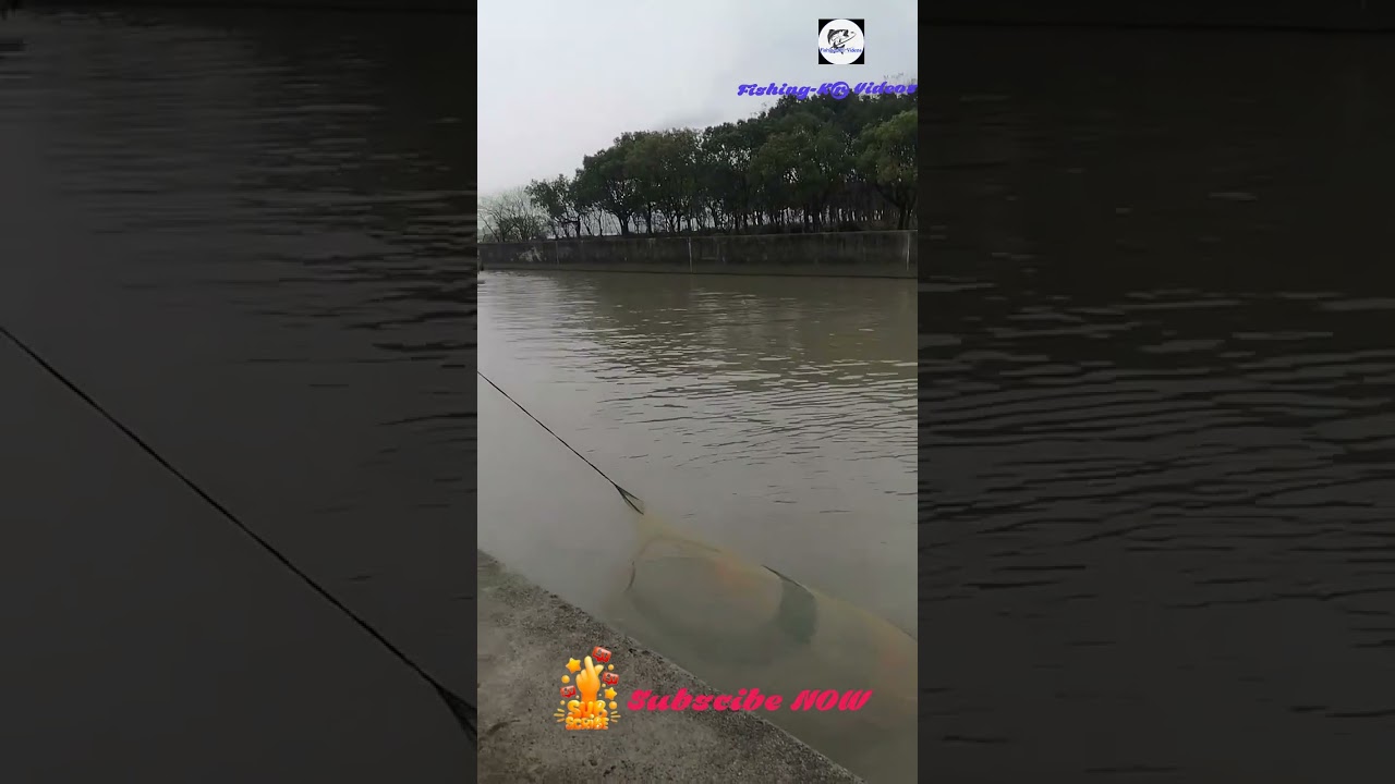 Natural womanFishing85 69 #Fishing#FishingLife#FishingDaily#FishingVideo#CatchAndRelease