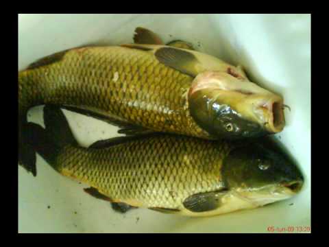 pescuit la malu rosu