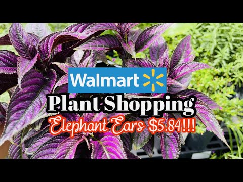 Plant Shopping Tour at Walmart Big Box Store