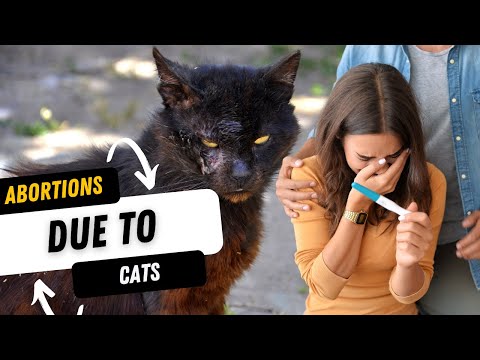 How you will get toxoplasma from your cat | Zoonotic diseases in cats | Aliyan Vets