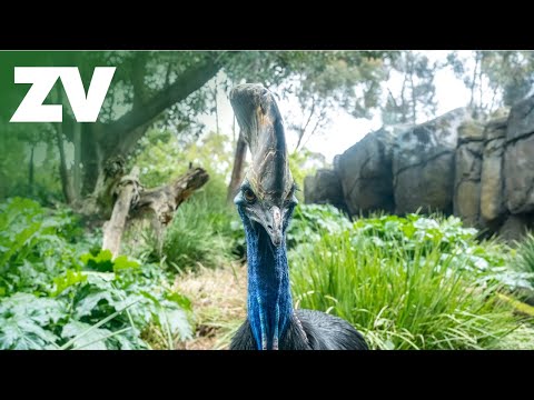 How Giant Cassowary are Fed at the Melbourne Zoo