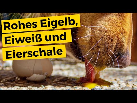 , title : 'Dürfen Hunde EIER essen? Roh, gekocht oder gleich mit Eierschale | Dogco.de'