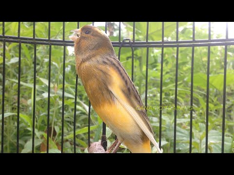 CANÁRIO BELGA CANTO PARA TREINAMENTO - ESQUENTE SEU CANÁRIO BELGA EM 1 HORA ✔ - CANÁRIO TRAINING