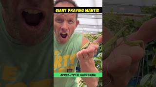 I Caught a MASSIVE Praying Mantis 😳 #prayingmantis #garden