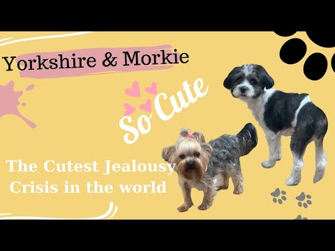 Watch Tiny Teacup Yorkshire Terrify Morkie in Cutest Jealousy Crisis ever! - Dog Reaction