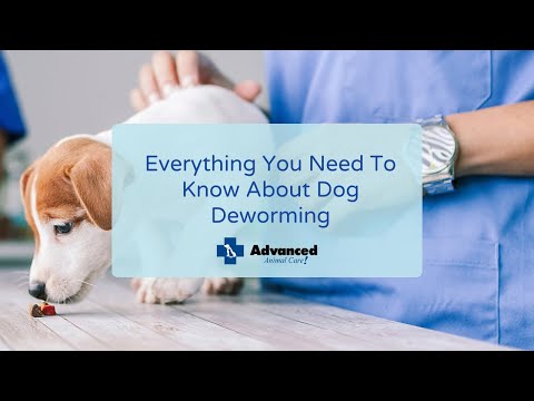 Everything You Need To Know About Dog Deworming