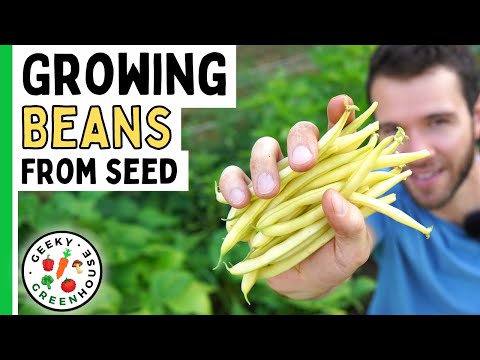 Growing Bush Beans From Seed To Harvest - Geeky Greenhouse
