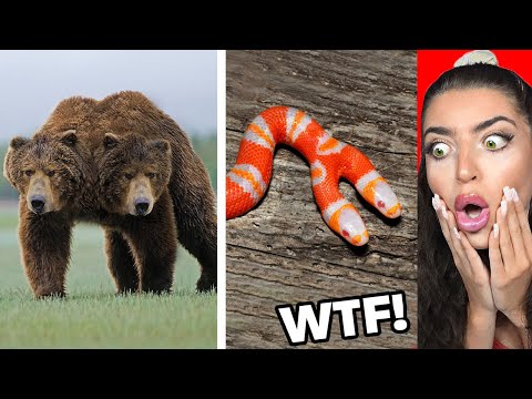 TWO HEADED Animals You WONT BELIEVE Exist!