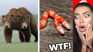 TWO HEADED Animals You WONT BELIEVE Exist!