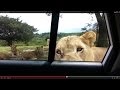 Lion opens car door 