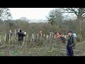Hedge Laying Match At Llangattock South Wales Monmouthshire Style Hedge Laying