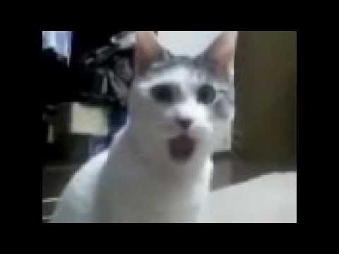 GATO OMG MENDOZA OZA OZA