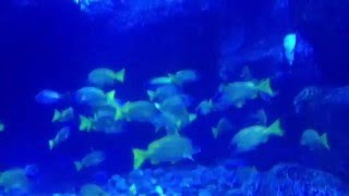 What Would They Say - Paul Williams