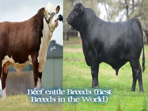 , title : 'شاهد.. أفضل سلالات أبقار اللحم في العالم The best breeds of beef cattle in the world'
