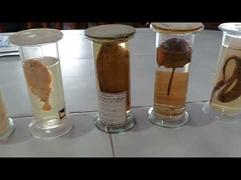 Specimens (zoology practical)