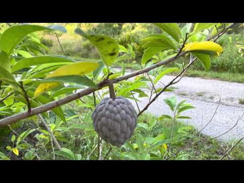 What type of farming is this? Biodynamic Natural Farming