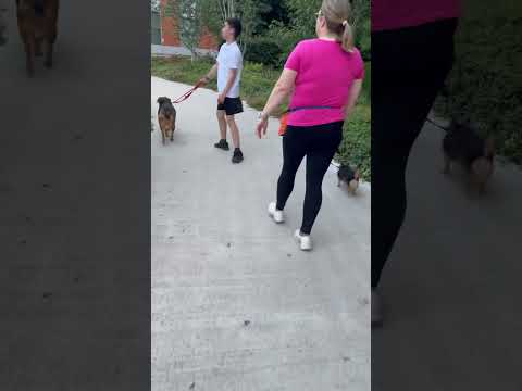 Friday stroll with Azra and Ralf #dog #dogshorts #nature #shorts