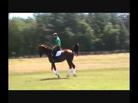 Verkaufspferd Cleopatra 6j.St. v. Renier