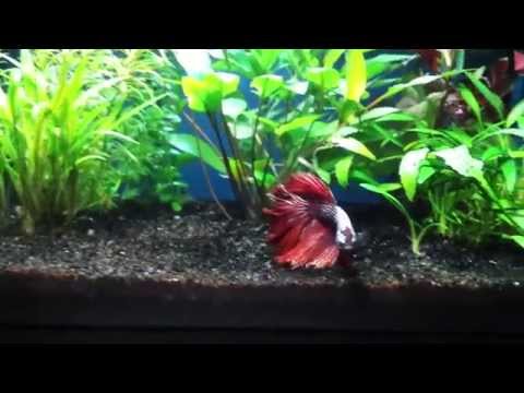 Halfmoon Red Dragon Betta Update - 5 Gallon Community Betta Fish Tank