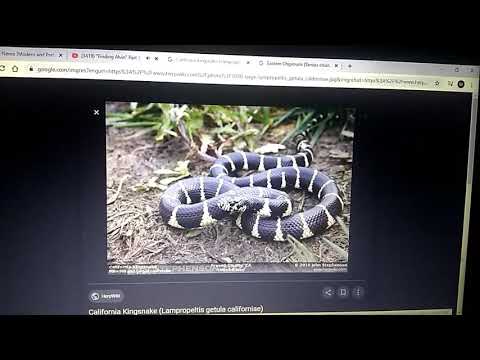 Finding Nemo (Modern and Prehistoric Style) Part 7 - California Kingsnake Meets Eastern Chipmunk