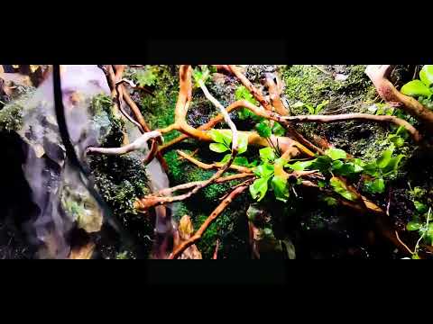 DIY Open Terrarium Waterfall Using Broken Fish Tank | Satisfying 3rd Person Build 🌿💧