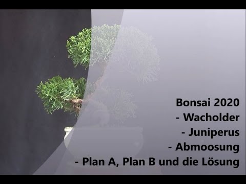Bonsai 2020-28 - Wacholder - Juniperus - Abmoosung - Plan A, Plan B und die Lösung