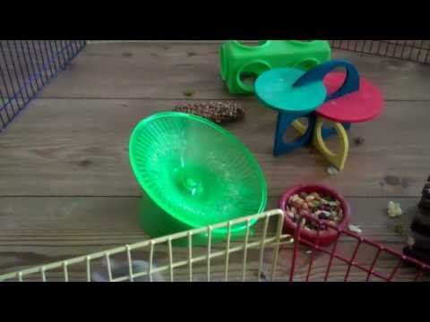 'mon the Biff  feat -  Biffy the hamster