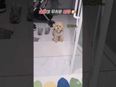 하던대로 안하면 큰일나는 댕댕이ㅋㅋ😂 Wipe your feet, please #망고 #웃긴영상