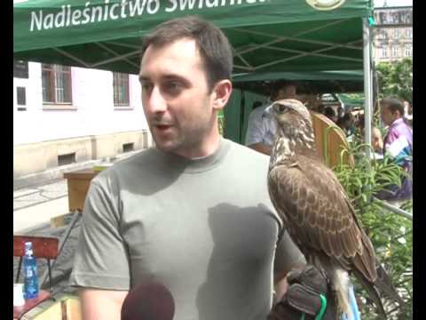 "DZIK JEST DZIKI, DZIK JEST ZŁY"