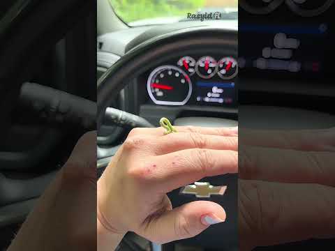 🐛 Jangan Pernah Ganggu Ulat Kecil Ini,