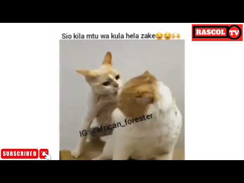 Mwaisa Mtumbad😂😂😂vichekesho vunja mbavu tanzania