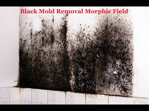 Black Mold Removal Morphic Field