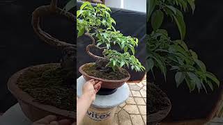 Download lagu Bonsai Beringin mp3