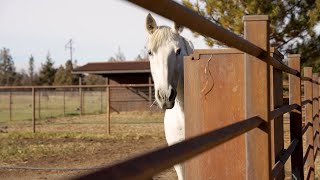 Healing Reins expands nature-based therapy in Tumalo