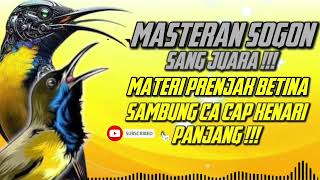 Download lagu MASTERAN SOGON‼️ MATERI PRENJAK BETINA SAMBUNG CAP CAP KENARI PANJANG!! #sogon #sogongacor mp3