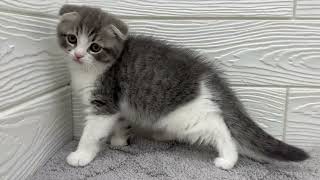 スコティッシュフォールドの動画01