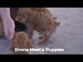 Cockapoo dogs for sale: Cassidy - Video 1