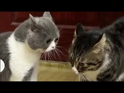cat fight video #@MR FUNNY 69#video #naeem #shirt #trending #shor #shor