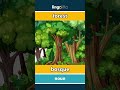 forest - bosque video thumbnail