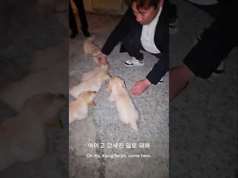 분양을 도와달라고예? #남해 #강아지 #몽실이 #뽀끄미 #리트리버 #babydog