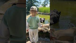 Damir Meets the Black Swans! (So Gentle and Brave!)