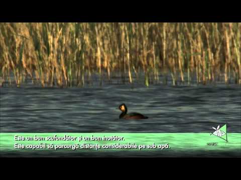 Corcodelul cu gat negru