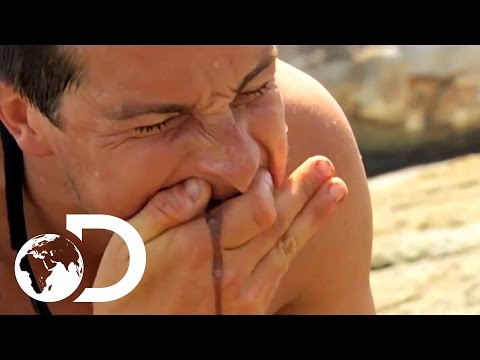 Bear Grylls' Top 3 Most Disgusting Moments | NOT FOR THE SQUEAMISH